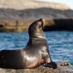 Lion de mer du sud ou Otarie à crinière / Otaria flavescens / Southern sea lion _ 
Valdes, Patagonie Chubut, Argentine, Amérique du Sud