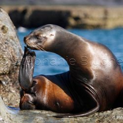 Lion de mer du sud ou Otarie à crinière / Otaria flavescens / Southern sea lion _ 
Valdes, Patagonie Chubut, Argentine, Amérique du Sud