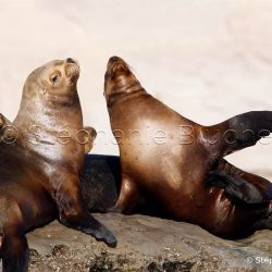 Lion de mer du sud ou Otarie à crinière / Otaria flavescens / Southern sea lion _ 
Valdes, Patagonie Chubut, Argentine, Amérique du Sud