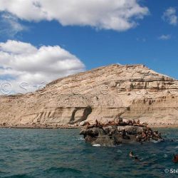 Lion de mer du sud ou Otarie à crinière / Otaria flavescens / Southern sea lion _ 
Valdes, Patagonie Chubut, Argentine, Amérique du Sud