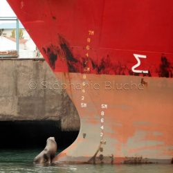 Lion de mer du sud ou Otarie à crinière / Otaria flavescens / Southern sea lion _ 
Valdes, Patagonie Chubut, Argentine, Amérique du Sud