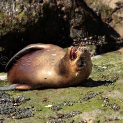 Lion de mer du sud ou Otarie à crinière / Otaria flavescens / Southern sea lion _ Puerto deseado, Patagonie Chubut, Argentine, Amérique du Sud