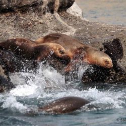 Lion de mer du sud ou Otarie à crinière / Otaria flavescens / Southern sea lion _ Puerto deseado, Patagonie Chubut, Argentine, Amérique du Sud