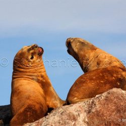 Lion de mer du sud ou Otarie à crinière / Otaria flavescens / Southern sea lion _ Puerto deseado, Patagonie Chubut, Argentine, Amérique du Sud