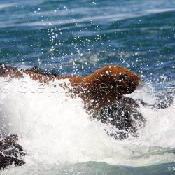 Lion de mer du sud ou Otarie à crinière / Otaria flavescens / Southern sea lion _ Puerto deseado, Patagonie Chubut, Argentine, Amérique du Sud