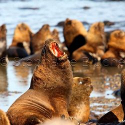 Lion de mer du sud ou Otarie à crinière / Otaria flavescens / Southern sea lion _ l'île au phare, Patagonie Chubut, Argentine, Amérique du Sud