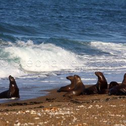Lion de mer du sud ou Otarie à crinière / Otaria flavescens / Southern sea lion _ 
Punta Norte, Patagonie Chubut, Argentine, Amérique du Sud