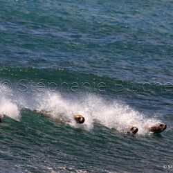 Lion de mer du sud ou Otarie à crinière / Otaria flavescens / Southern sea lion _ 
Punta Norte, Patagonie Chubut, Argentine, Amérique du Sud