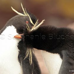 Gorfou sauteur / Rockhopper penguin / Eudyptes chrysocome _ 
Puerto Deseado, Patagonie Santa Cruz, Argentine, Amérique du Sud Gorfou sauteur / Rockhopper penguin / Eudyptes chrysocome _ 
Puerto Deseado, Patagonie Santa Cruz, Argentine, Amérique du Sud