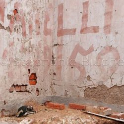 Manchot de Magellan / Magellanic penguin / Sphenicus magellanicus _ 
Puerto Deseado, Patagonie Santa Cruz, Argentine, Amérique du Sud Manchot de Magellan / Magellanic penguin / Sphenicus magellanicus _ 
Puerto Deseado, Patagonie Santa Cruz, Argentine, Amérique du Sud