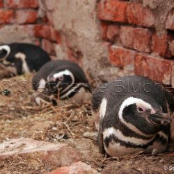 Manchot de Magellan / Magellanic penguin / Sphenicus magellanicus _ 
Puerto Deseado, Patagonie Santa Cruz, Argentine, Amérique du Sud Manchot de Magellan / Magellanic penguin / Sphenicus magellanicus _ 
Puerto Deseado, Patagonie Santa Cruz, Argentine, Amérique du Sud