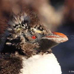 Gorfou sauteur / Rockhopper penguin / Eudyptes chrysocome _ 
Puerto Deseado, Patagonie Santa Cruz, Argentine, Amérique du Sud Gorfou sauteur / Rockhopper penguin / Eudyptes chrysocome _ 
Puerto Deseado, Patagonie Santa Cruz, Argentine, Amérique du Sud