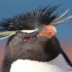 Gorfou sauteur / Rockhopper penguin / Eudyptes chrysocome _ 
Puerto Deseado, Patagonie Santa Cruz, Argentine, Amérique du Sud Gorfou sauteur / Rockhopper penguin / Eudyptes chrysocome _ 
Puerto Deseado, Patagonie Santa Cruz, Argentine, Amérique du Sud