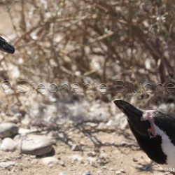 Manchot de Magellan / Magellanic penguin / Sphenicus magellanicus _ 
Camarones, Patagonie Chubut, Argentine, Amérique du Sud Manchot de Magellan / Magellanic penguin / Sphenicus magellanicus _ 
Camarones, Patagonie Chubut, Argentine, Amérique du Sud