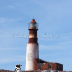 Manchot de Magellan / Magellanic penguin / Sphenicus magellanicus _ 
Puerto Deseado, Patagonie Santa Cruz, Argentine, Amérique du Sud Manchot de Magellan / Magellanic penguin / Sphenicus magellanicus _ 
Puerto Deseado, Patagonie Santa Cruz, Argentine, Amérique du Sud