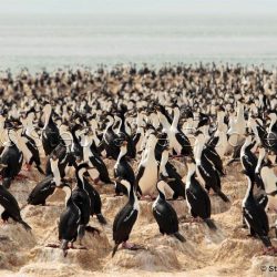 Cormoran Impérial / Imperial Shag or Imperial Cormoran / Phalacrocorax Atriceps _ 
Puerto Deseado, Patagonie Santa Cruz, Argentine, Amérique du Sud Cormoran Impérial / Imperial Shag or Imperial Cormoran / Phalacrocorax Atriceps _ 
Puerto Deseado, Patagonie Santa Cruz, Argentine, Amérique du Sud