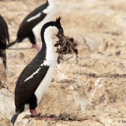 Cormoran Impérial / Imperial Shag or Imperial Cormoran / Phalacrocorax Atriceps _ 
Puerto Deseado, Patagonie Santa Cruz, Argentine, Amérique du Sud Cormoran Impérial / Imperial Shag or Imperial Cormoran / Phalacrocorax Atriceps _ 
Puerto Deseado, Patagonie Santa Cruz, Argentine, Amérique du Sud