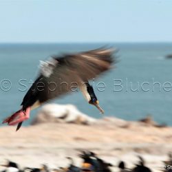 Cormoran Impérial / Imperial Shag or Imperial Cormoran / Phalacrocorax Atriceps _ 
Puerto Deseado, Patagonie Santa Cruz, Argentine, Amérique du Sud Cormoran Impérial / Imperial Shag or Imperial Cormoran / Phalacrocorax Atriceps _ 
Puerto Deseado, Patagonie Santa Cruz, Argentine, Amérique du Sud