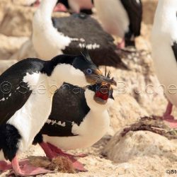 Cormoran Impérial / Imperial Shag or Imperial Cormoran / Phalacrocorax Atriceps _ 
Puerto Deseado, Patagonie Santa Cruz, Argentine, Amérique du Sud Cormoran Impérial / Imperial Shag or Imperial Cormoran / Phalacrocorax Atriceps _ 
Puerto Deseado, Patagonie Santa Cruz, Argentine, Amérique du Sud