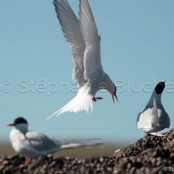Sterne hirundinacée / South american tern / Sterna hirundinacea
 _ Puerto Deseado, Patagonie Santa Cruz, Argentine, Amérique du Sud Sterne hirundinacée / South american tern / Sterna hirundinacea
 _ Puerto Deseado, Patagonie Santa Cruz, Argentine, Amérique du Sud