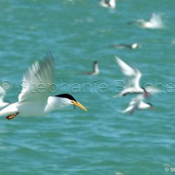 Sterne de Cayenne / Cayenne tern / sterna sandvicensis eurygnatha _ 
Puerto Deseado, Patagonie Santa Cruz, Argentine, Amérique du Sud Sterne de Cayenne / Cayenne tern / sterna sandvicensis eurygnatha _ 
Puerto Deseado, Patagonie Santa Cruz, Argentine, Amérique du Sud