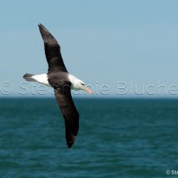 Albatros à sourcil noir / black browed / Diomedea melanophrys
 _ Puerto Deseado, Patagonie Santa Cruz, Argentine, Amérique du Sud Albatros à sourcil noir / black browed / Diomedea melanophrys
 _ Puerto Deseado, Patagonie Santa Cruz, Argentine, Amérique du Sud