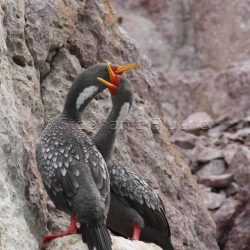 Cormoran de gaimard / red-legged cormoran / phalacrocorax gaimardi _ 
Puerto Deseado, Patagonie Santa Cruz, Argentine, Améique du Sud Cormoran de gaimard / red-legged cormoran / phalacrocorax gaimardi _ 
Puerto Deseado, Patagonie Santa Cruz, Argentine, Améique du Sud