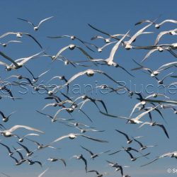 Sterne hirundinacée / South american tern / Sterna hirundinacea
 _ Puerto Deseado, Patagonie Santa Cruz, Argentine, Amérique du Sud Sterne hirundinacée / South american tern / Sterna hirundinacea
 _ Puerto Deseado, Patagonie Santa Cruz, Argentine, Amérique du Sud