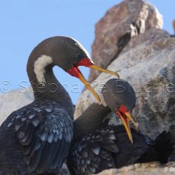 Cormoran de gaimard / red-legged cormoran / phalacrocorax gaimardi _ 
Puerto Deseado, Patagonie Santa Cruz, Argentine, Améique du Sud Cormoran de gaimard / red-legged cormoran / phalacrocorax gaimardi _ 
Puerto Deseado, Patagonie Santa Cruz, Argentine, Améique du Sud